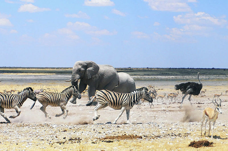 Guided wildlife safari
